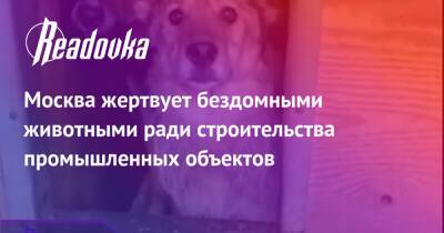 Москва жертвует бездомными животными ради строительства промышленных объектов - readovka.news - Москва - Москва