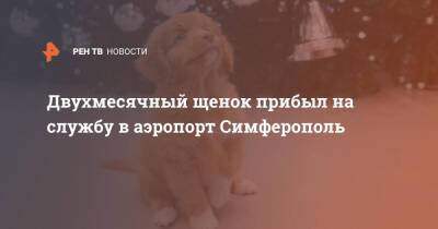 Двухмесячный щенок прибыл на службу в аэропорт Симферополь - ren.tv - Москва - Крым - Симферополь - Симферополь