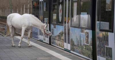 Лошадь во Франкфурте сама гуляет по городу, "останавливает трамваи и вызывает улыбки" - focus.ua - Украина - Германия
