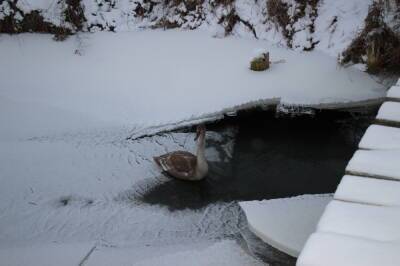 Сотрудники Кореличского РОЧС спасли лебедя, который замерзал в реке Уша - grodnonews.by - Белоруссия