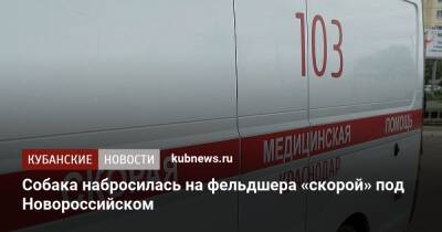 Собака набросилась на фельдшера «скорой» под Новороссийском - kubnews.ru - Краснодарский край - Новороссийск - Новороссийск