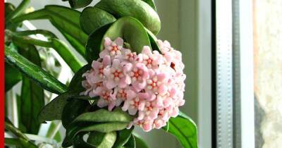 Приятно пахнут: комнатные растения, которые наполнят дом ароматом - profile.ru