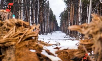 В районе Новгородской области незаконно вырубили лес почти на 3 млн рублей - fedpress.ru - Новгородская обл. - Великий Новгород