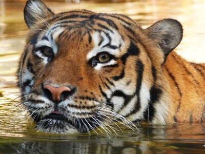 В зоопарке Флориды застрелили редкого тигра после нападения на сотрудника - unn.com.ua - США - Украина - Киев - USA - шт.Флорида