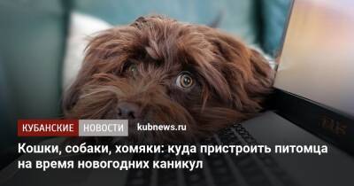 Кошки, собаки, хомяки: куда пристроить питомца на время новогодних каникул - kubnews.ru - Краснодар - Краснодар