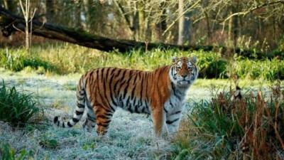 Во Флориде убили редчайшего тигра из-за нападения на человека - trend.az - США - шт.Флорида