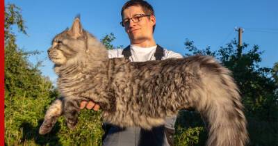 Большие и милые: 6 пород крупных домашних кошек - profile.ru