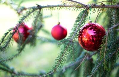 В новогодних елях могут прятаться клещи и клопы - afanasy.biz