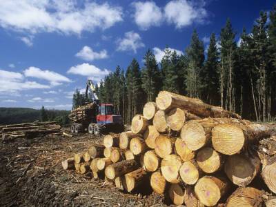 Петр Порошенко - Украина должна не только сохранить, но и усилить мораторий на экспорт леса-кругляка – эксперт - gordonua.com - Украина - Торговля