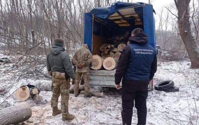 Возле Краматорска лесорубы незаконно спилили деревьев на 1,6 млн гривен - vedomosti-ua.com - Украина - Краматорск - Донецкая обл.