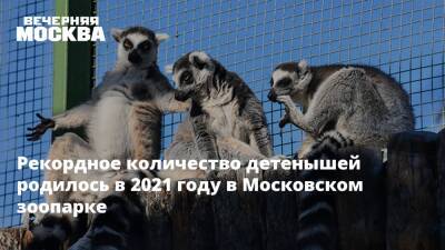 Рекордное количество детенышей родилось в 2021 году в Московском зоопарке - vm.ru - Москва - Россия - Москва