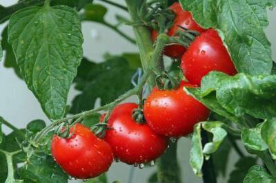 3 лишних дела с помидорами, которые дачники считают правилами агротехники, а они губят урожай - skuke.net
