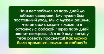 Не пришла на юбилей свекрови из-за собаки, так она теперь со мной даже разговаривать не желает - skuke.net