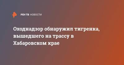 Оходнадзор обнаружил тигренка, вышедшего на трассу в Хабаровском крае - ren.tv - Хабаровский край