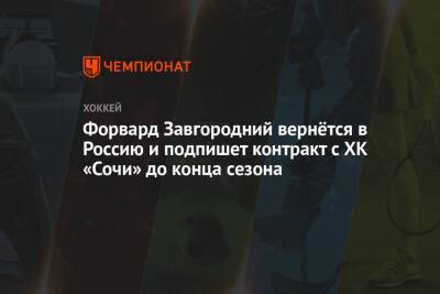 Форвард Завгородний вернётся в Россию и подпишет контракт с ХК «Сочи» до конца сезона - championat.com - Россия - США - Санкт-Петербург - Сочи