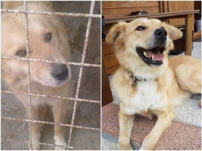 15 фото животных до и после спасения, которые греют душу - skuke.net - Румыния