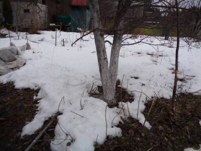 Чем опасен зимний дождь для огорода? - skuke.net - Екатеринбург - Уральск