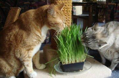 Комнатные растения, безопасные для кошек. Домашние растения для котовВсе о породах кошек с описанием, фотографиями и названиями. - skuke.net