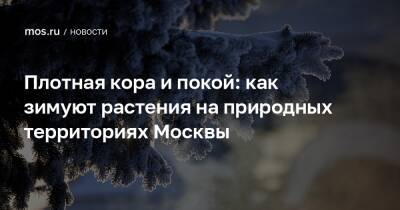 Плотная кора и покой: как зимуют растения на природных территориях Москвы - mos.ru - Москва