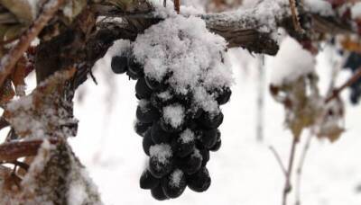 Классификация сортов винограда по морозоустойчивости - skuke.net - Виноград