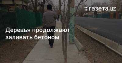 Деревья продолжают заливать бетоном - gazeta.uz - Узбекистан - Экология