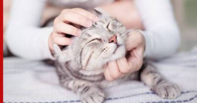 Как правильно гладить кошку: советы любителям домашних животных - profile.ru