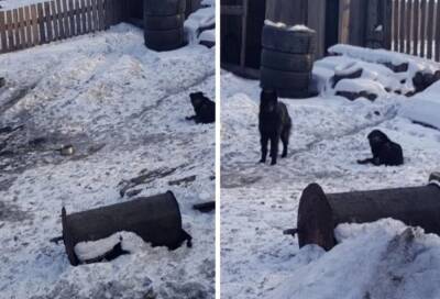 В Туве будут судить хозяина собак, которые съели женщину - 7info.ru - Кызыл - Тува