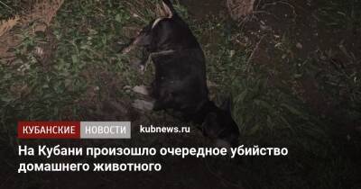 На Кубани произошло очередное убийство домашнего животного - kubnews.ru - Анапа - Краснодарский край - Краснодар