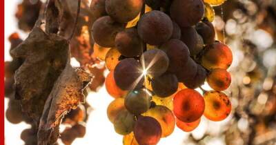 Как сохранить виноград от вымерзания зимой: главные правила - profile.ru
