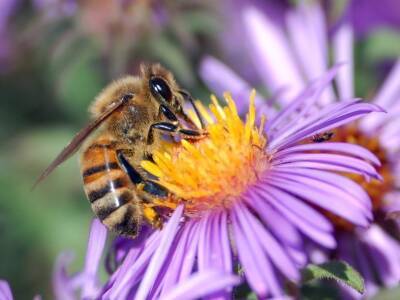 Ученые исследовали генетическую историю медоносной пчелы - polit.ru - США - Германия - Франция - Канада - Саудовская Аравия - Юар - Кения