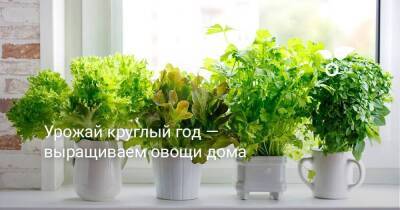 Урожай круглый год — выращиваем овощи дома - skuke.net