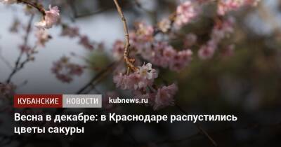 Весна в декабре: в Краснодаре распустились цветы сакуры - kubnews.ru - Краснодарский край - Краснодар