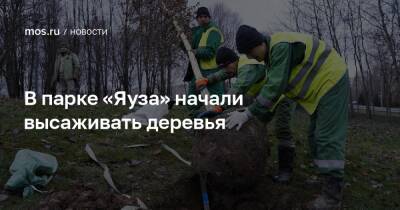 Петр Бирюков - В парке «Яуза» начали высаживать деревья - mos.ru - Москва - Благоустройство