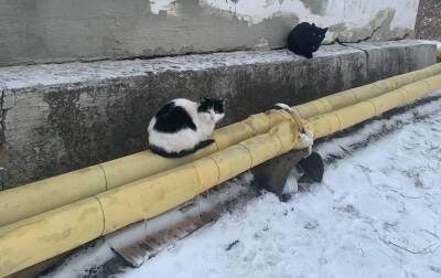 В Челябинске жителям домов, которые собирались готовить еду на кострах, вернули газ - znak.com - Россия - Челябинск