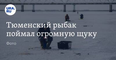 Тюменский рыбак поймал огромную щуку. Фото - ura.news - Тюмень - Тюменская обл.