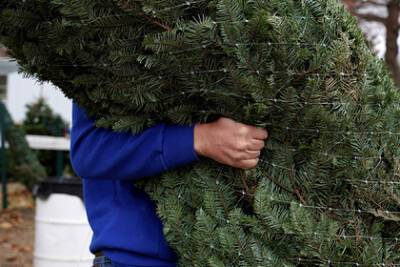 Рождественские ели оказались под угрозой из-за изменения климата - lenta.ru - штат Вермонт
