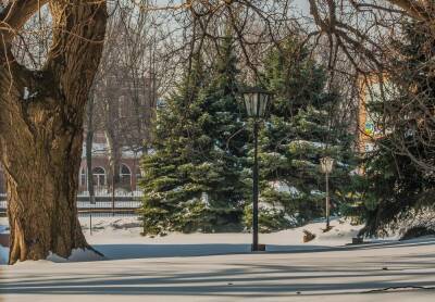 В Новосибирске ели обработают антивандальным раствором перед Новым годом - sib.fm - Новосибирск