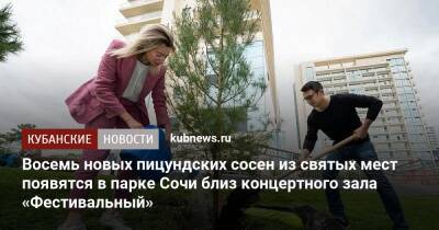 Восемь новых пицундских сосен из святых мест появятся в парке Сочи близ концертного зала «Фестивальный» - kubnews.ru - Россия - Сирия - Сочи - Апсны - Палестина