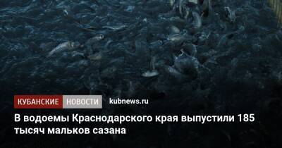 В водоемы Краснодарского края выпустили 185 тысяч мальков сазана - kubnews.ru - Краснодарский край - Экология