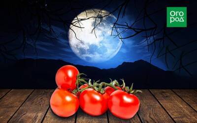 Выращивание томатов по Лунному календарю в 2022 году - skuke.net