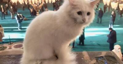 Самый известный кот Стамбула пропал без вести (видео) - focus.ua - Украина - Стамбул - Стамбул