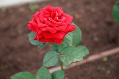 Какие растения посадить рядом с розами: цветы будут долго радовать дачника своей красотой - skuke.net