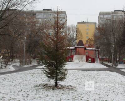 Засохшую ель на улице Усилова заменят в течение декабря - vgoroden.ru - Благоустройство - Экология