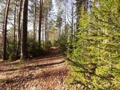 В лесах Кизела и Октябрьского впервые за 15 лет изучат состояние деревьев - 59i.ru - Пермский край