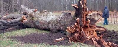 Иван Тургенев - Не дожил пару лет до двухсот: знаменитый Тургеневский дуб погиб от урагана, что с ним будет дальше - runews24.ru - Россия - Орловская обл.
