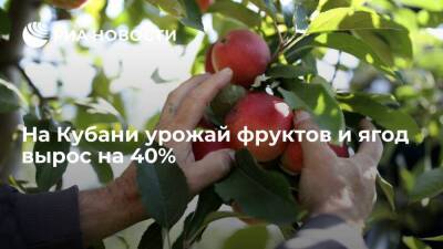 Вениамин Кондратьев - В Краснодарском крае урожай фруктов и ягод вырос на 40%, до 430 тысяч тонн - smartmoney.one - Краснодарский край