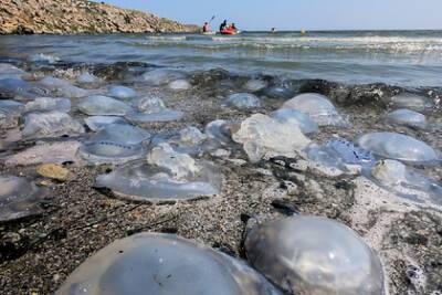 В России задумались о поедании медуз из Азовского моря - lenta.ru - Россия - Китай