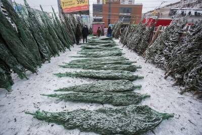 Новогодние елки резко подорожали в Новосибирске - novos.mk.ru - Новосибирск