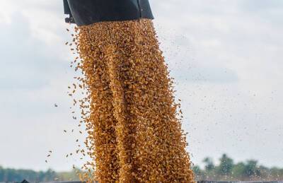 FAO прогнозирует рост потребления зерновых - agroportal.ua - Украина