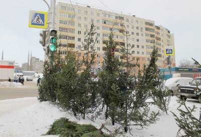 Где жители Уфы могут купить живую елку к Новому году - ufacitynews.ru - Уфа